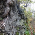 Tree v wall. Tree winning