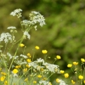 Pretty hedgerows