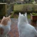 Emile and Cream admiring the view from our bedroom windowsill