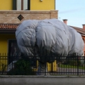 A tree in Mesola, all wrapped up warm for the winter