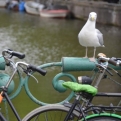 Seagull and bike