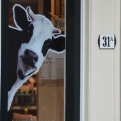 The cow that lives at 31a