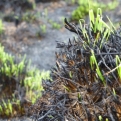 New shoots breaking through charred remains