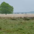 Heathland at Hoge Veluwe