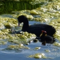 A coot feeding her chick in a water channel