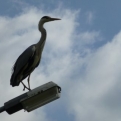 Heron on lampost