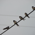 Birds on a wire