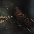 Spider silk in evening light