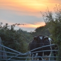 A cow at sunset... what more could you ask for