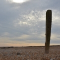 A groyne post at Norman's bay