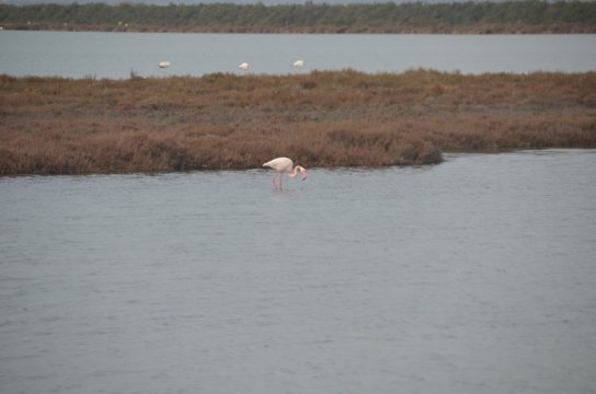 Moving snapshot of a flamingo near Montpellier as we sped past